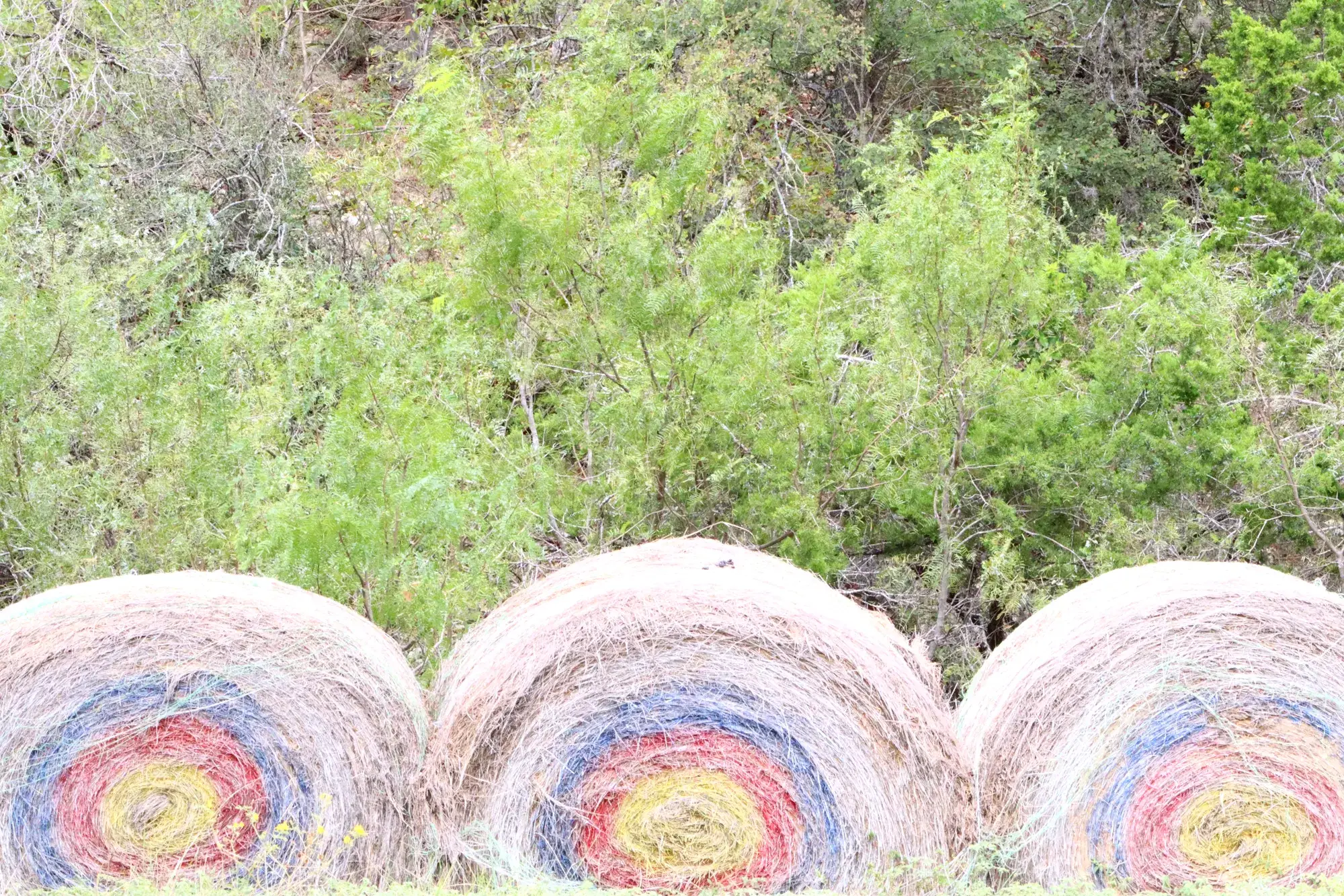 Round hay bales painted in red, white and blue rings along the ranch road