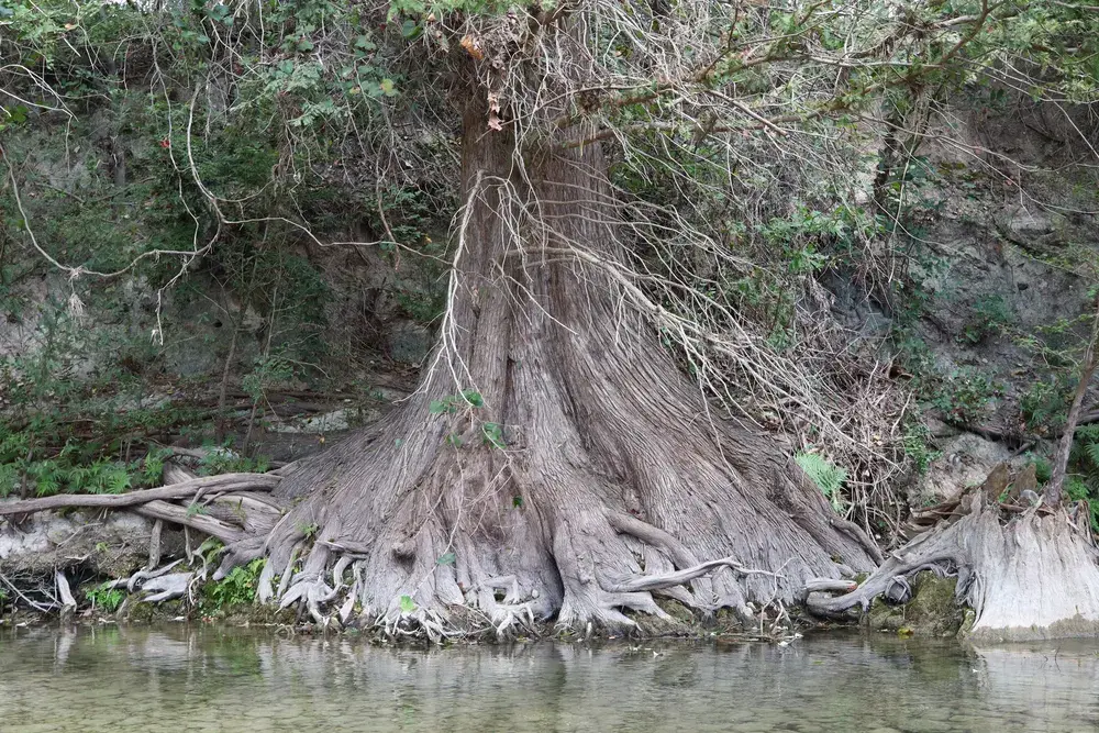 The root flare of a large bald cypress at the water's edge