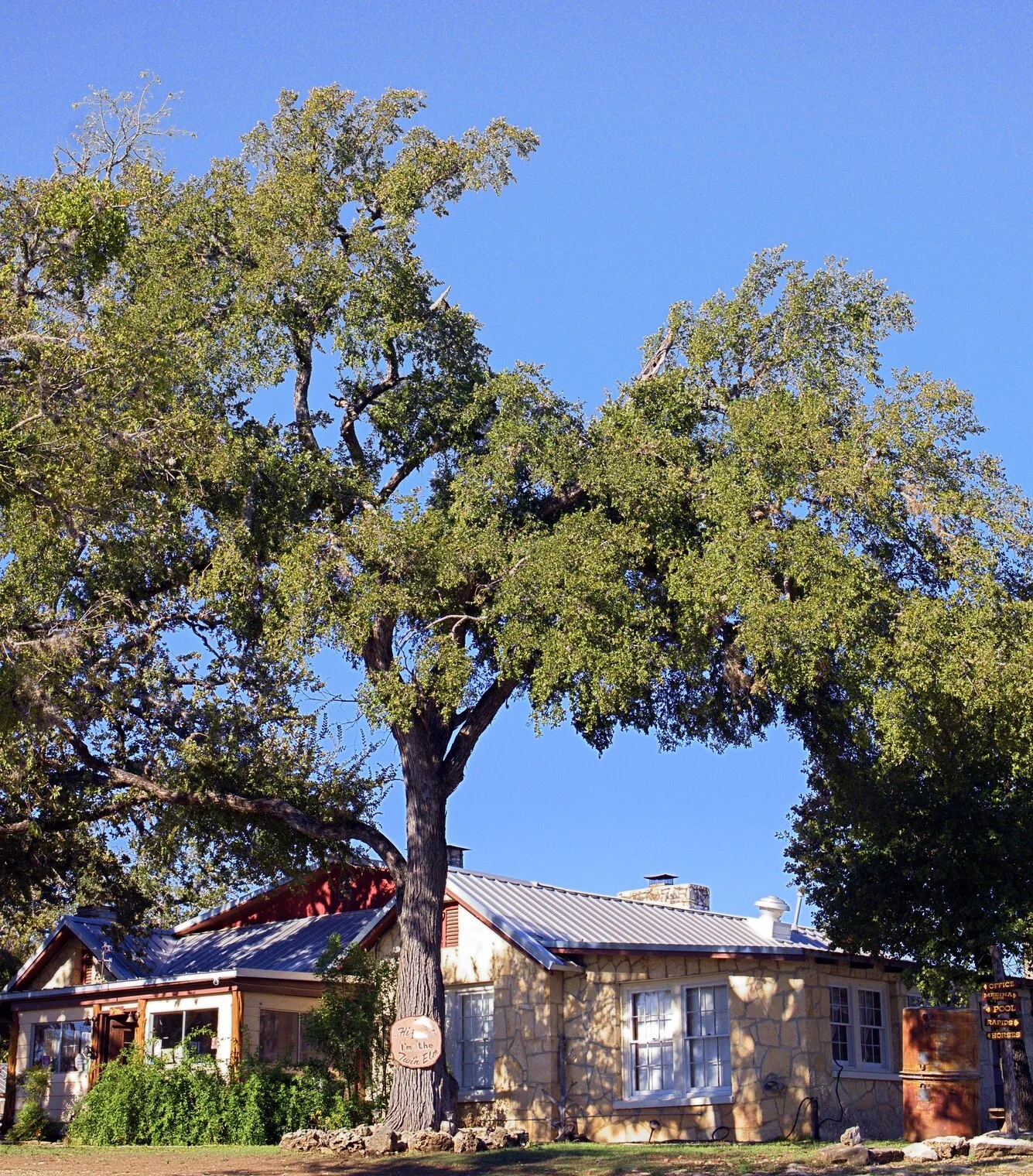 The stone ranch house under the big twin elm, with a carved &ldquo;Hi, I'm the Twin Elm&rdquo; sign on the trunk
