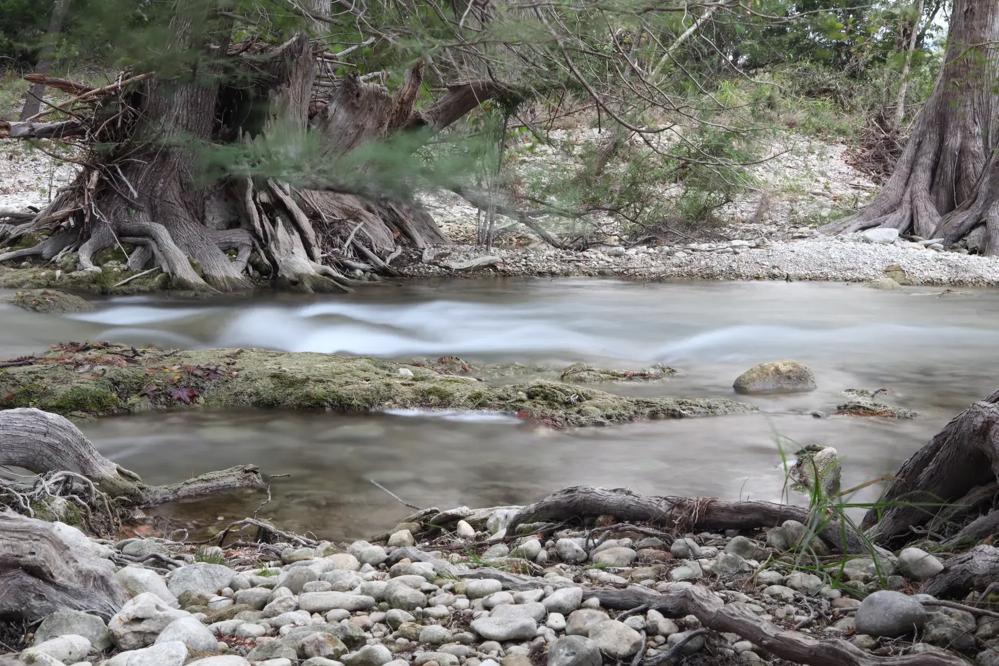 The Medina River sliding over limestone between cypress roots