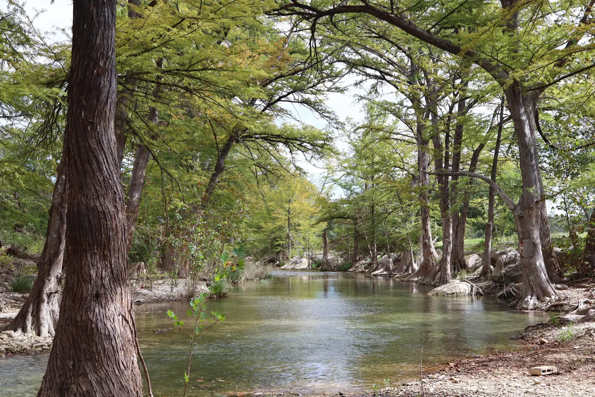 Afternoon light on the cypress trees along the river