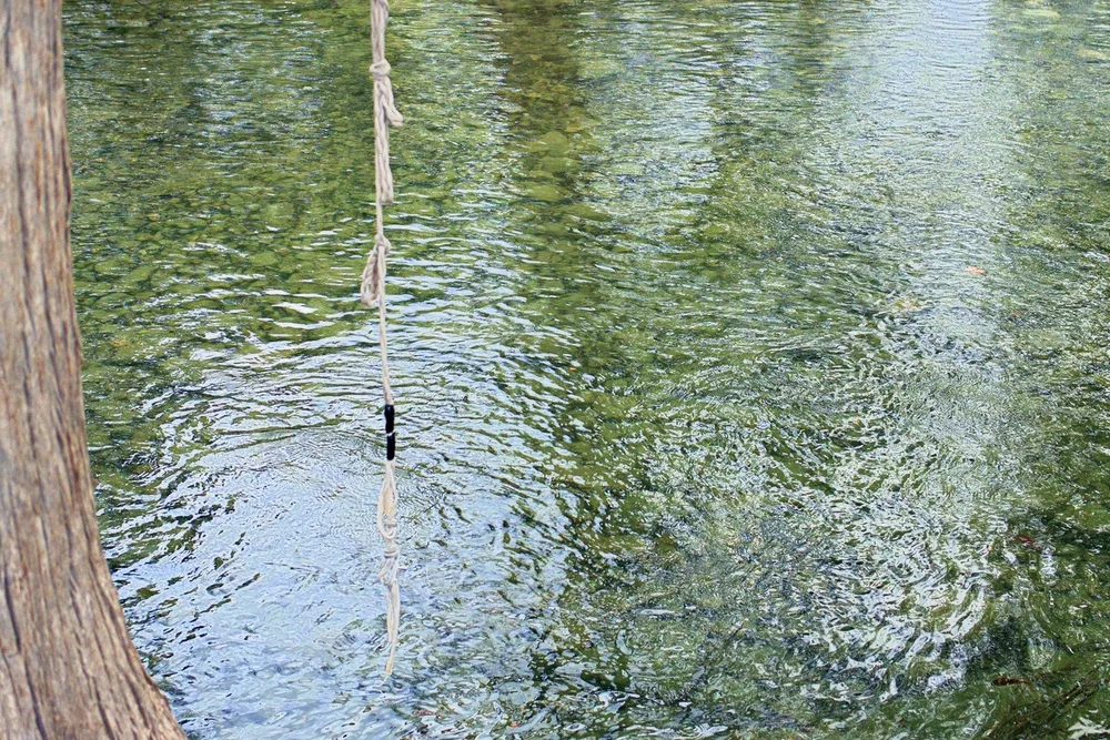 A rope swing hanging from a bald cypress over clear green Medina River water